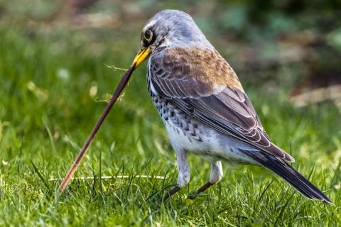 Der frühe Vogel fängt den Wurm