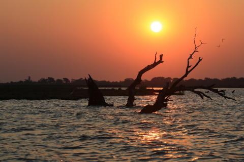 Schlangenhalsvögel am Chobe River
