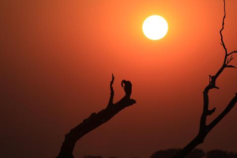 Afrikanischer Vogel beim Sonnenuntergang