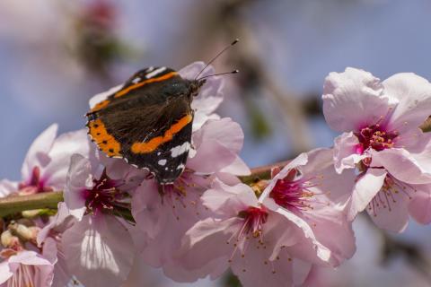 Schmetterling im Kirschbaum