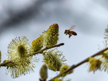 Ubstadt Bienen 010