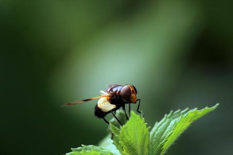 Schwebefliege mit frischem Atem.