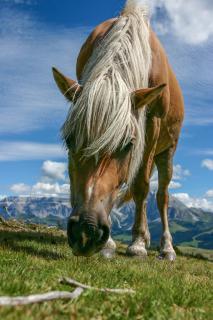 Haflinger auf der Alm