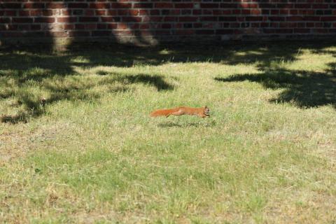 Eichhörnchen beim Streckweitsprung