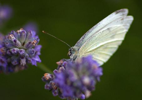 vlinder 1