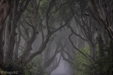 Dark Hedges