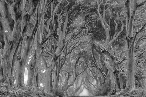 Dark Hedges