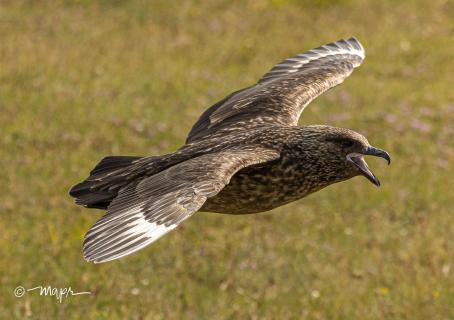 Skua im Tiefflug