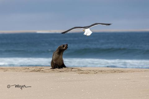 Seelöwe und Möwe