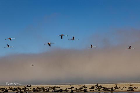Seelöwen und Flamingos