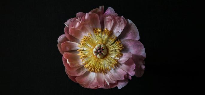 BlackPaeonia