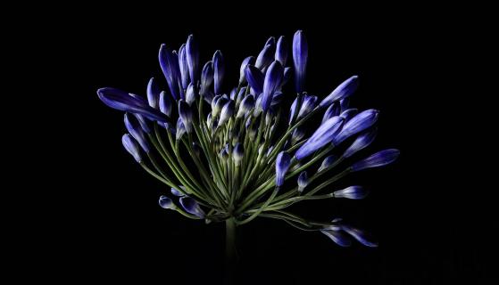 BlackAgapanthus