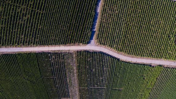 Weinberge aus der Vogelperspektive