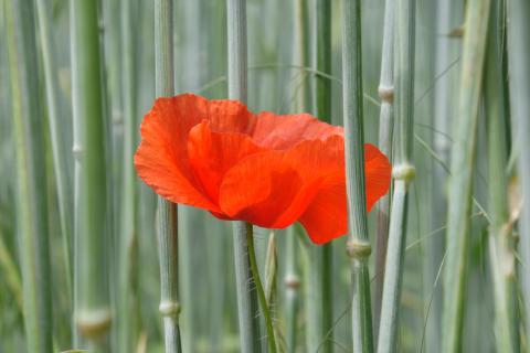 Mohnblüte im Weizenfeld