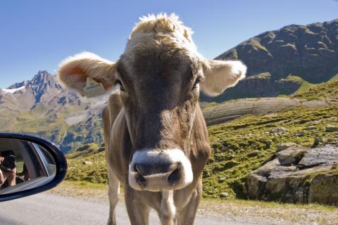 Neugierige Kuh