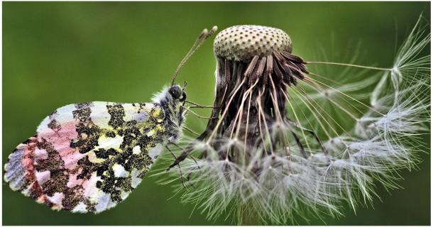 Schmetterling mit Pusteblume