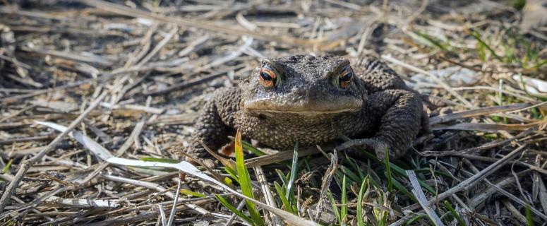 31_AUS-DER-SICHT-DES-FROSCHES-Fred_Haefner