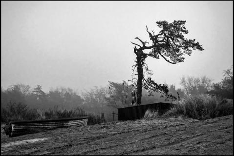 Alter Baum an der Ostseeküste