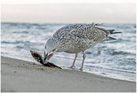 Möwe mit Flunder (1)