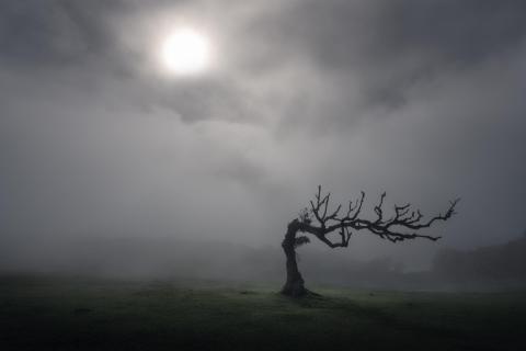 Tim Burton (Fanal tree, Madeira)