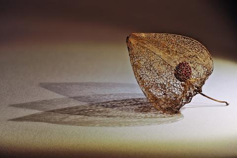 Resten der Lampionblume