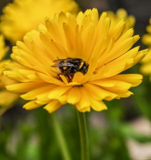 Golden Bumblebee