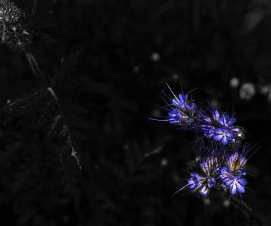 Flower Contrast Power