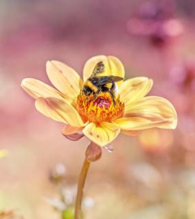 Hummel auf Blüte