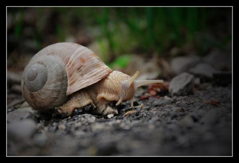 Weinbergschnecke