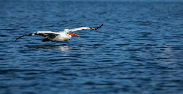 Segelflieger