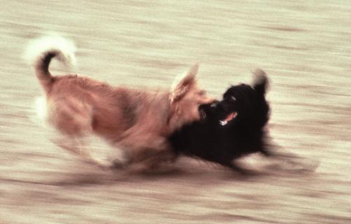 Spielende Hunde