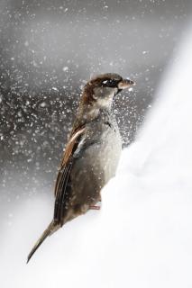 Vögel 