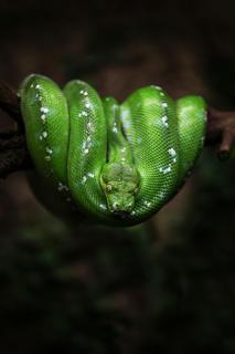 Green Schlange 