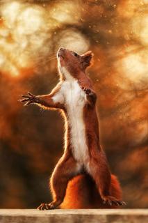 Eichhörnchen 