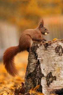 Eichhörnchen 