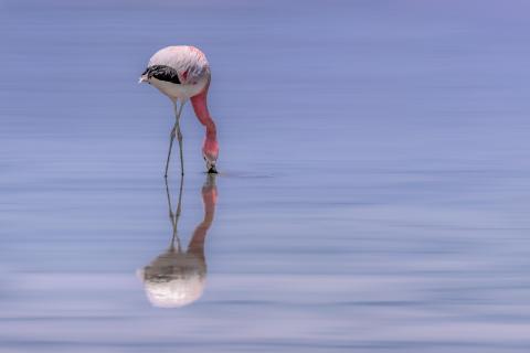 Chaxa Flamingo