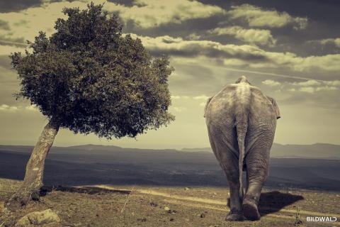 The elephants walk