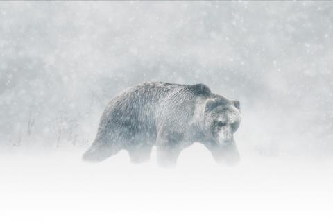 Kodiak Bär im Schnee