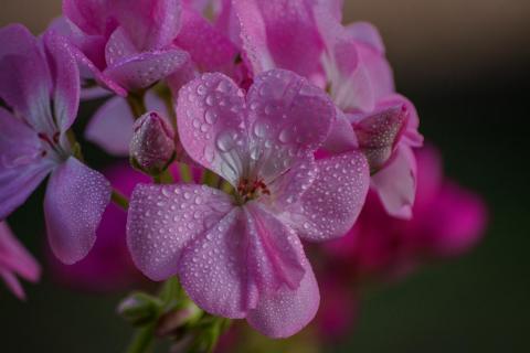 Geranie (Pelargonien)