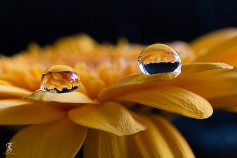 Makro Tropfen Gerbera