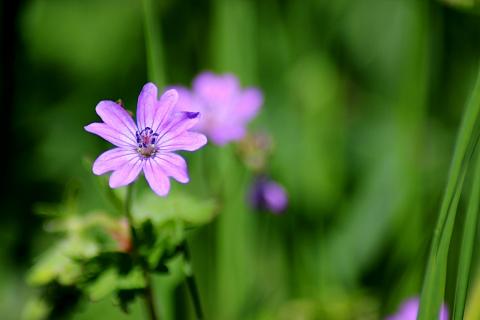 Blumen Makro