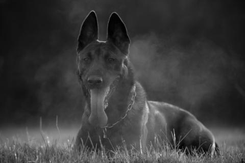 Junger Malinois Rüde Navajo