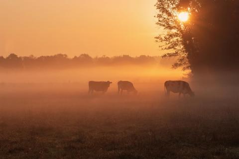 Landleben Idylle