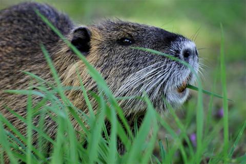 Nutria Mahlzeit