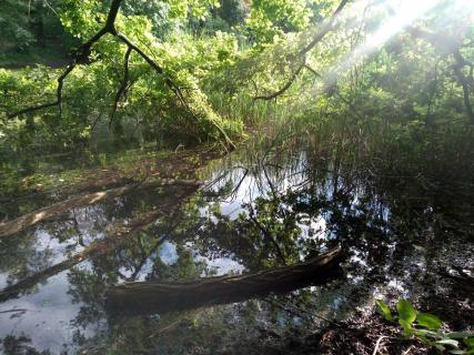 Bild Natur Dianasee