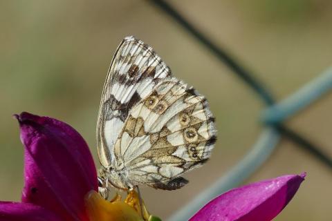 Schmetterling