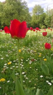 TULPENMEER