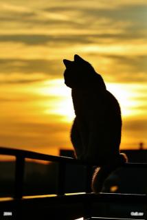 Romantic Cat 2