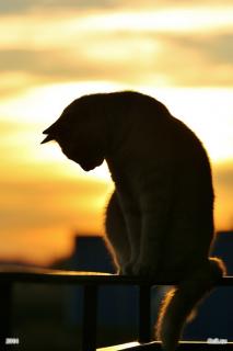 Romantic Cat