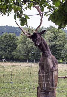 begehrte Äpfel.....